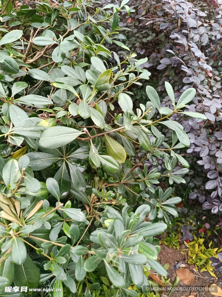 绿叶紫叶交织的植物景观