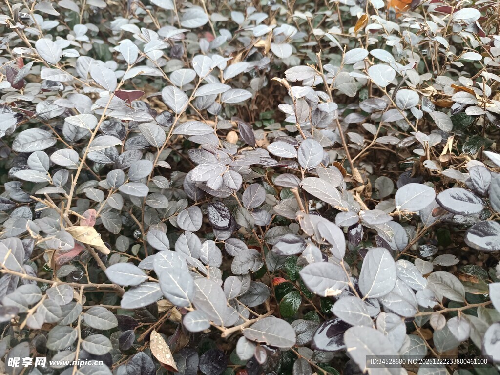 地面上的银色叶片