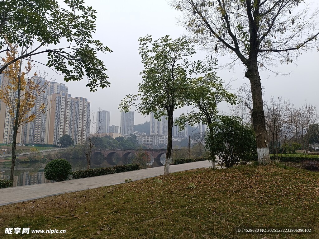 城市公园中的树木与步道