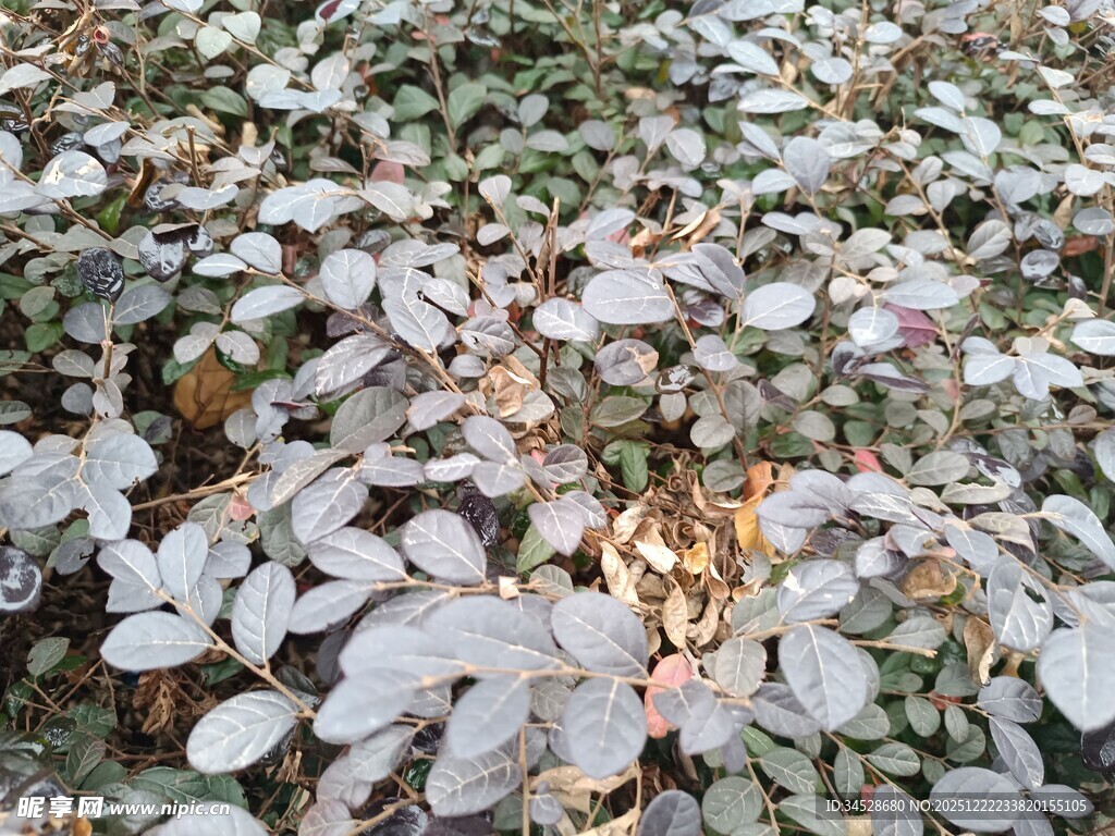 地面散落的枯叶景象