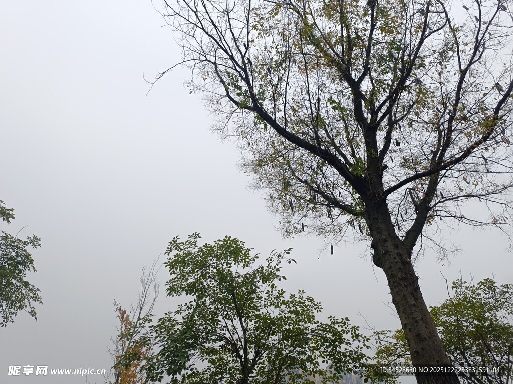 光秃树木与少量绿叶景象