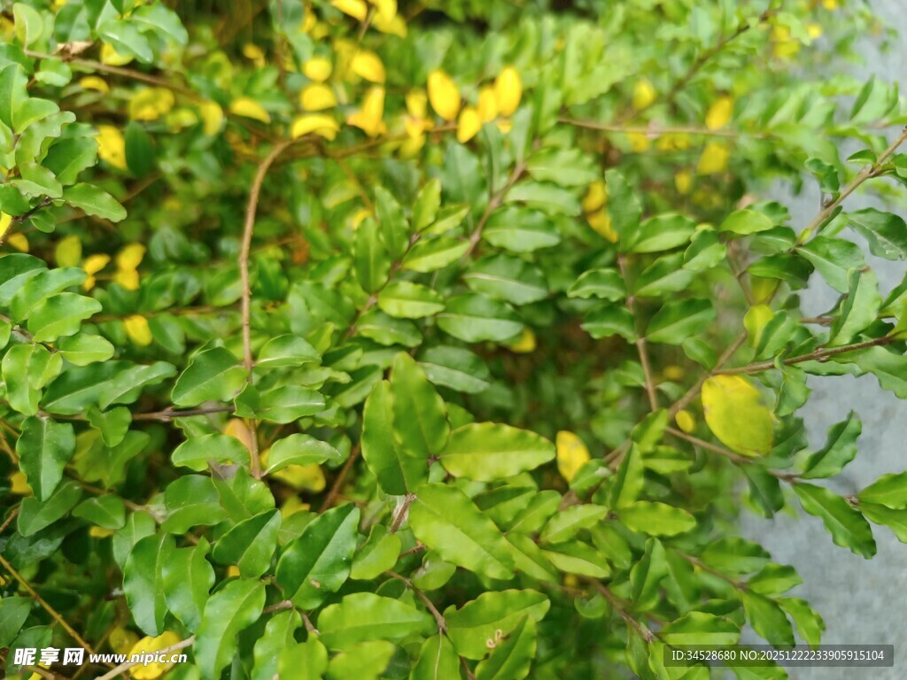 翠绿枝叶间的黄色小花