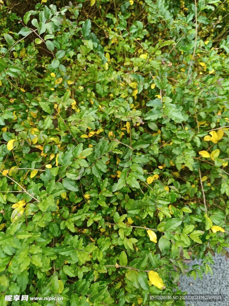 绿叶黄花交织的自然景致