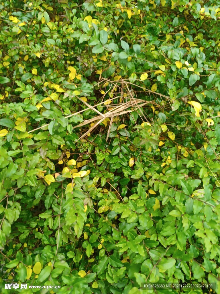 绿意盎然的野花绿植景观