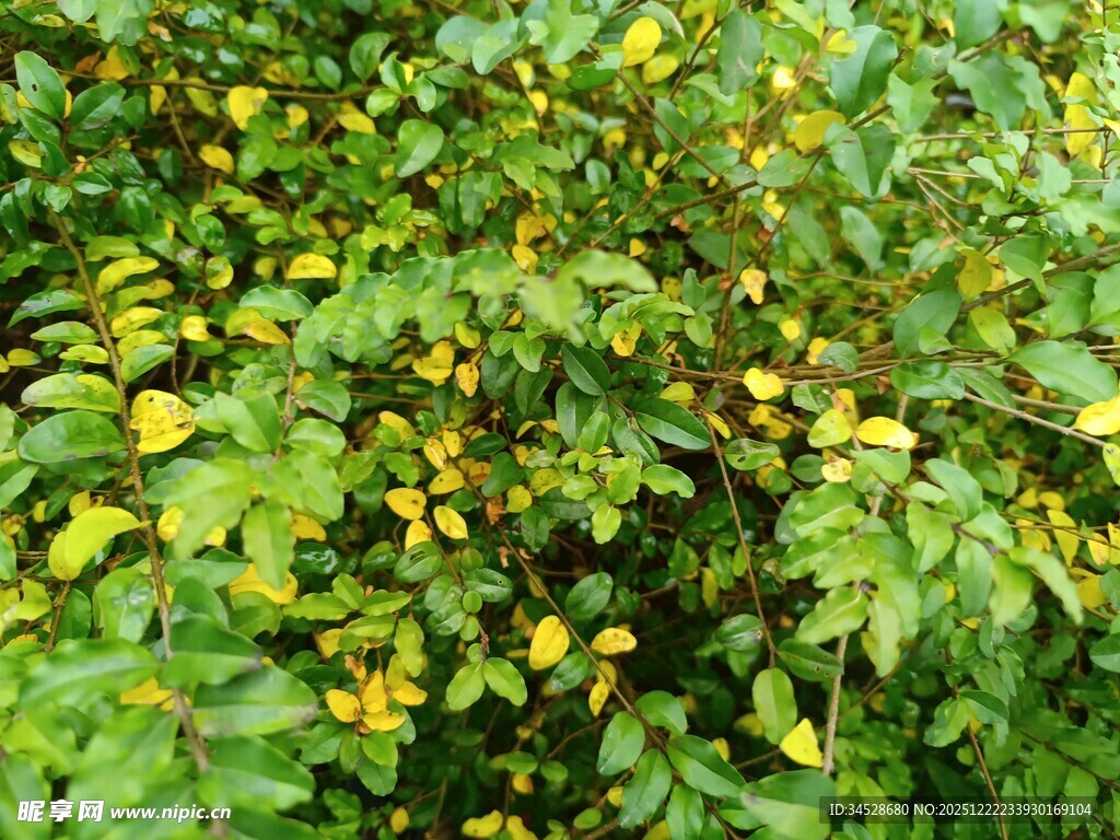 绿叶间的黄色小花