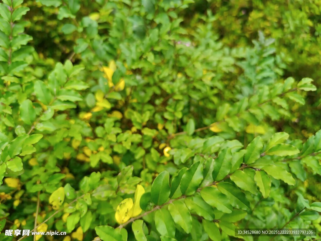 翠绿繁茂的植物景观