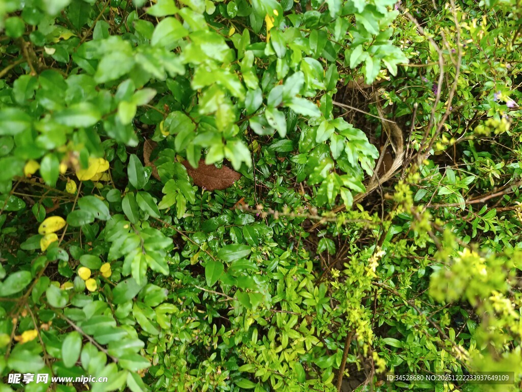 繁茂绿植中的神秘陶罐