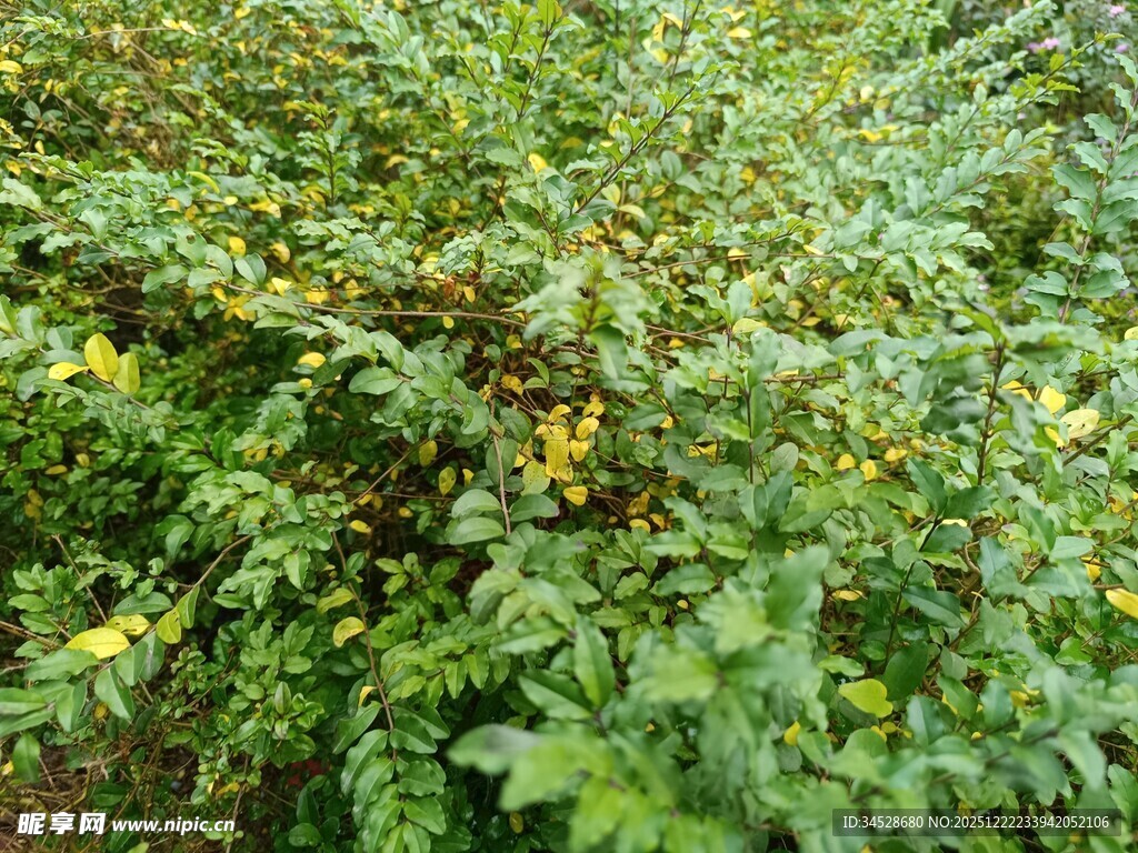 繁茂绿植中的黄色小花