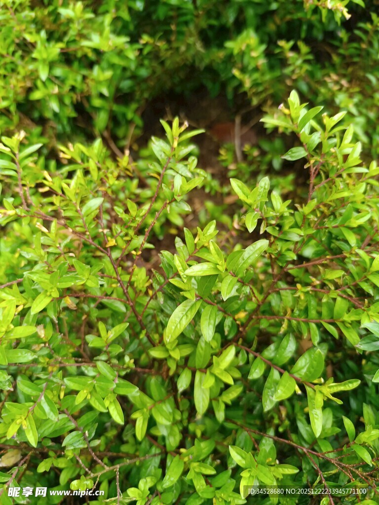 翠绿繁茂的植物景观