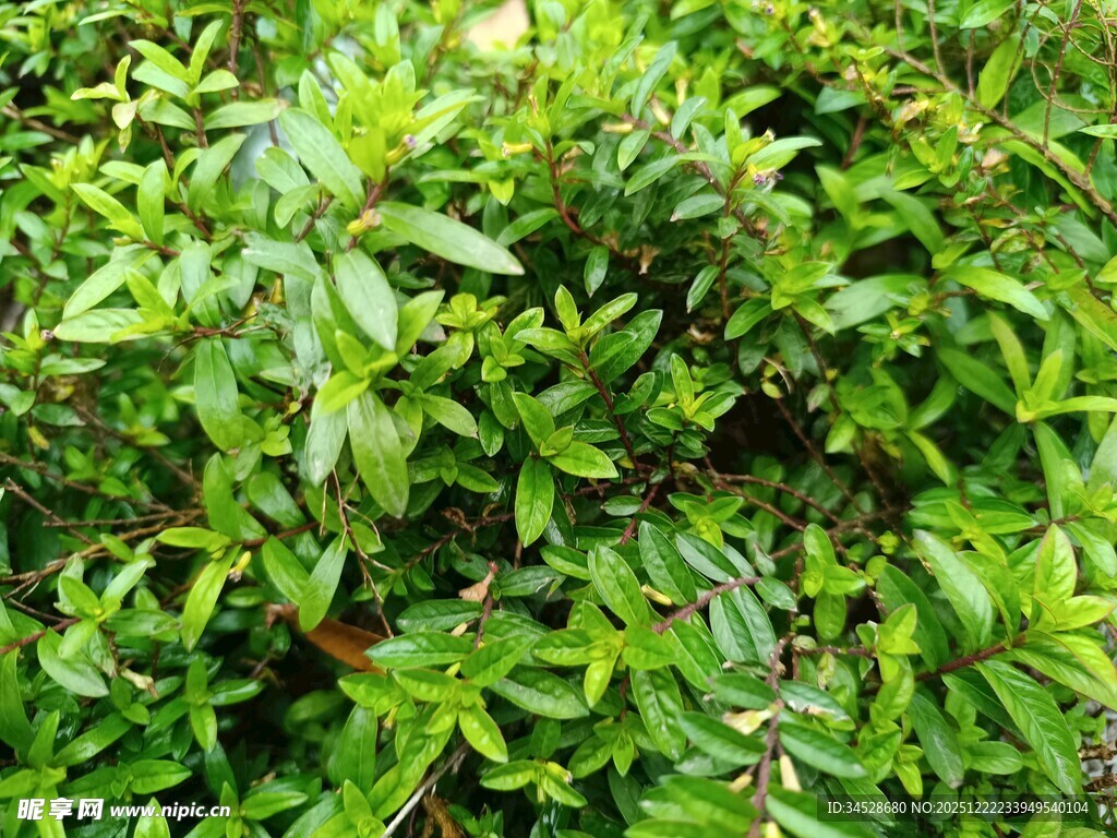 翠绿繁茂的绿植景观