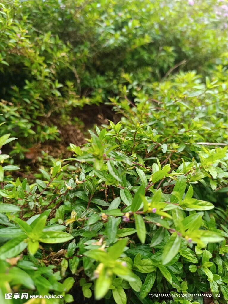 繁茂绿植景观