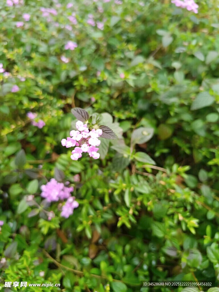 繁茂花丛中的娇艳粉花