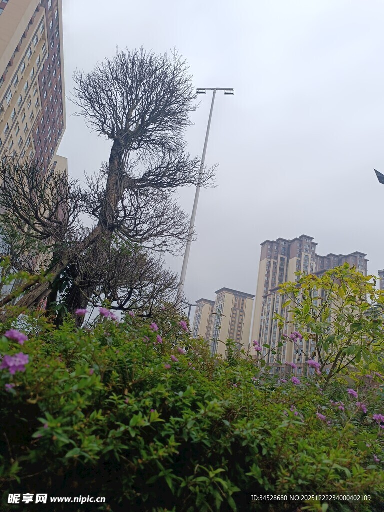 城市中枯树立于绿植间