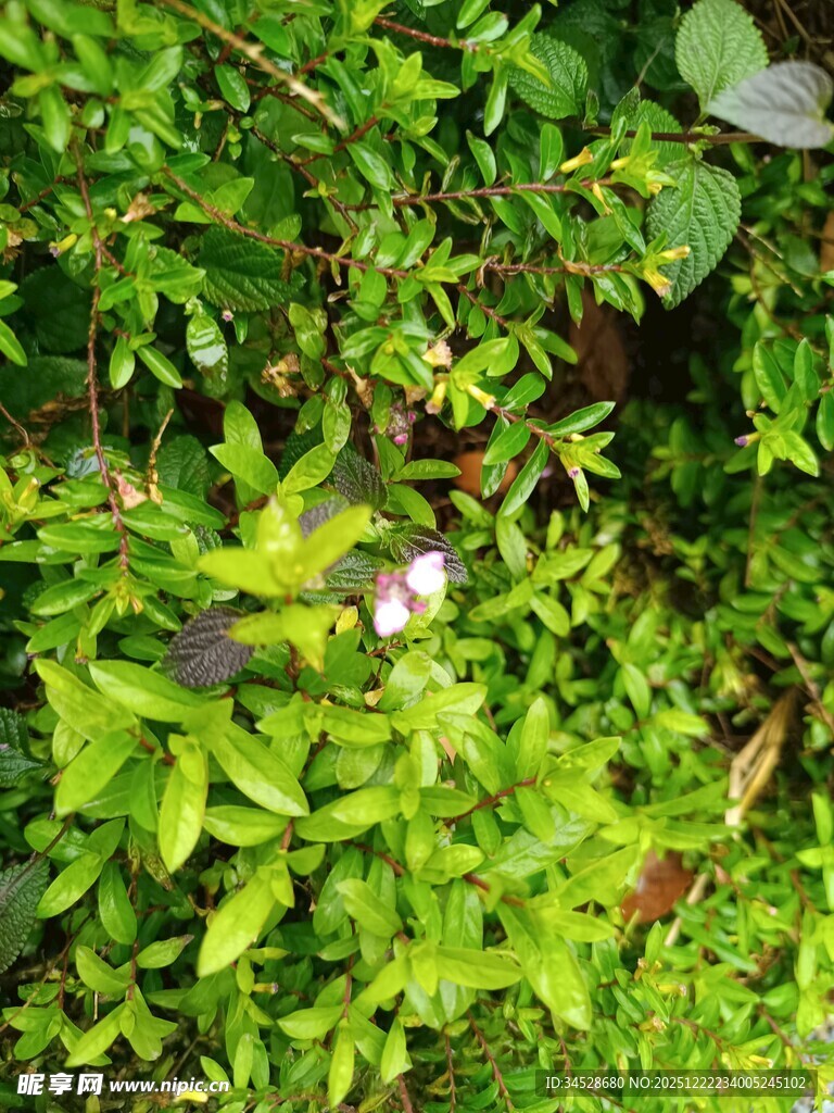 绿叶丛中的隐秘景象