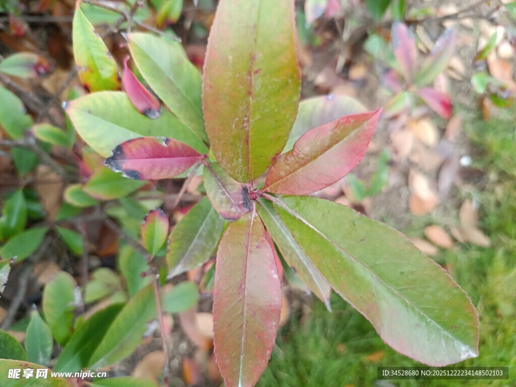 多彩叶片植物特写