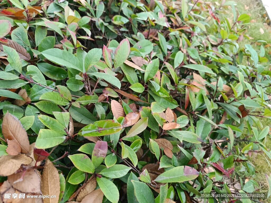 绿叶与褐叶交织的植物景观