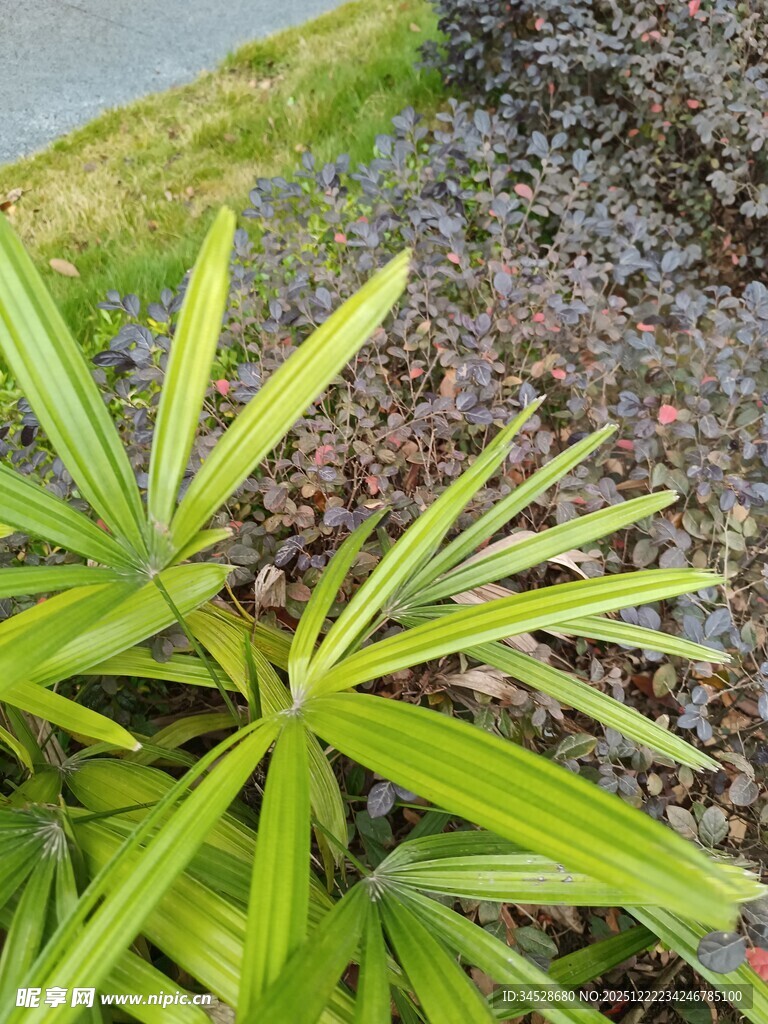 翠绿棕紫相间的植物景观