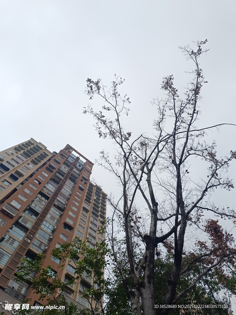高楼旁光秃树木景象