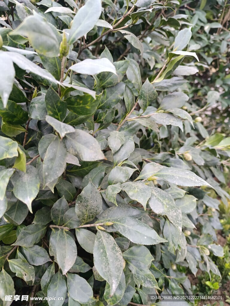 灰绿色叶片植物特写