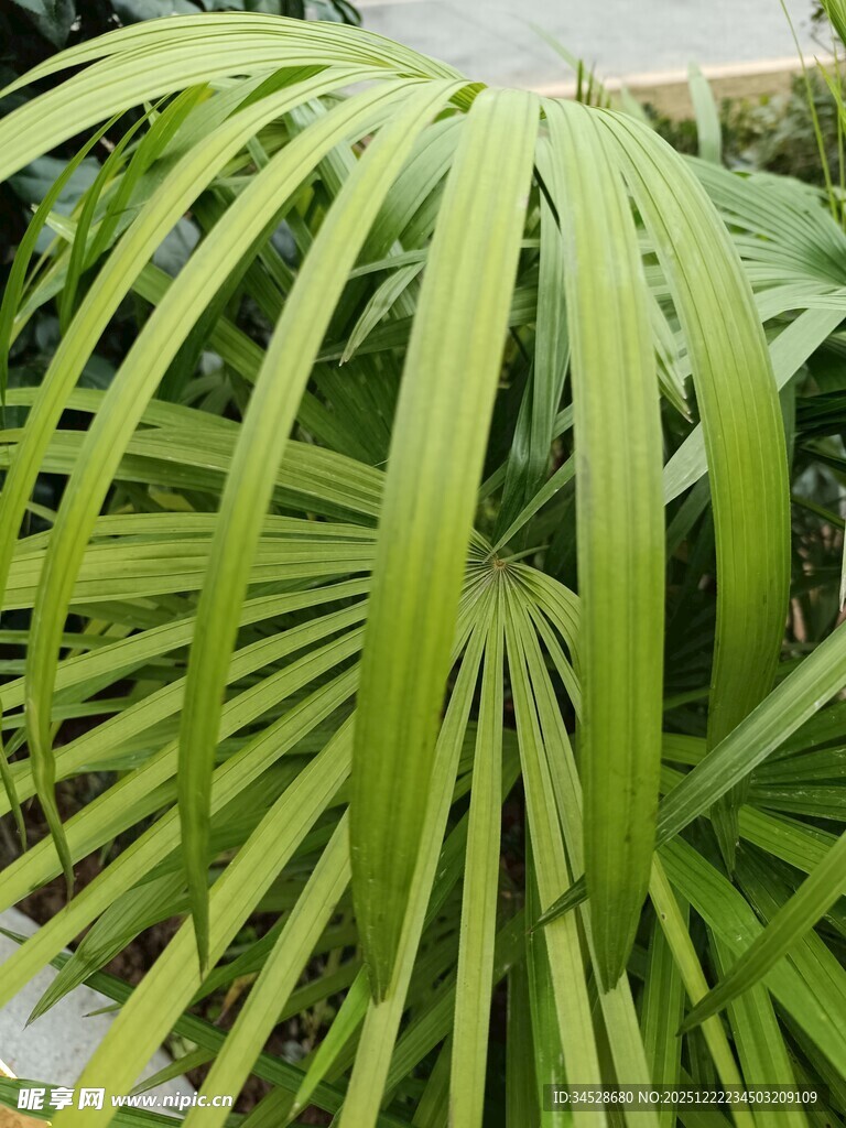 翠绿扇形叶片的独特植物
