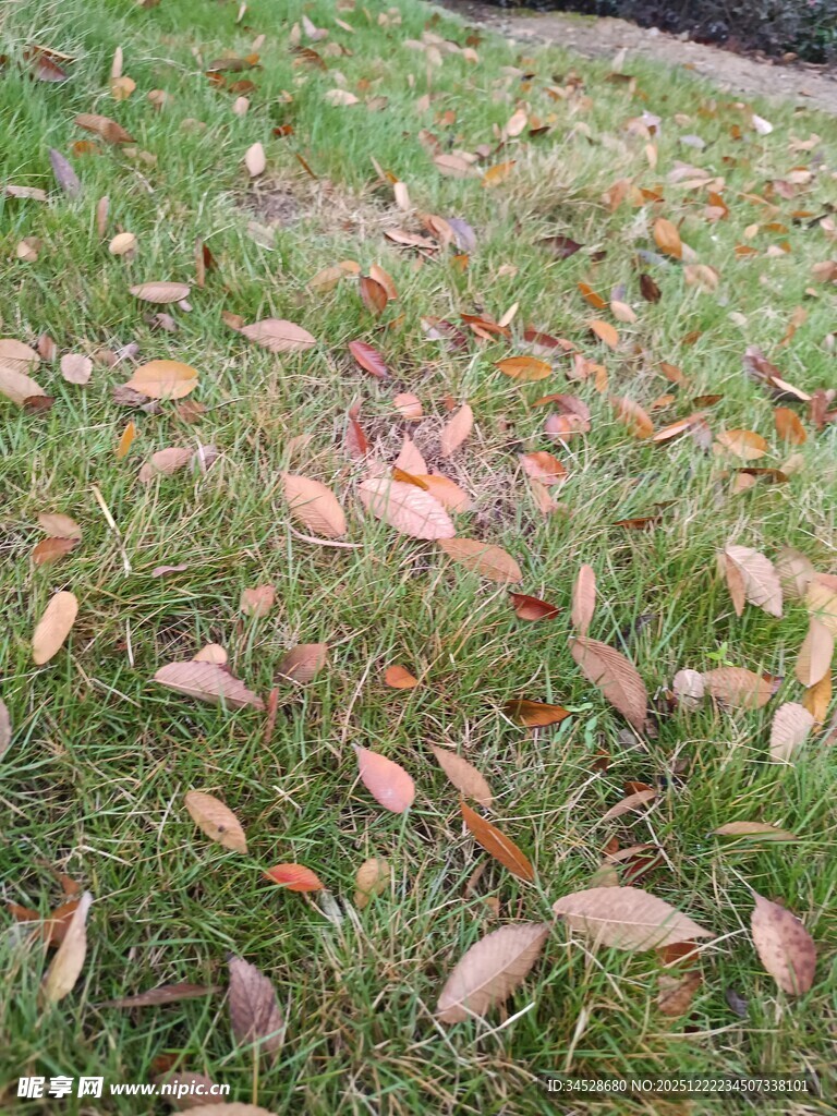 草地上的散落秋叶