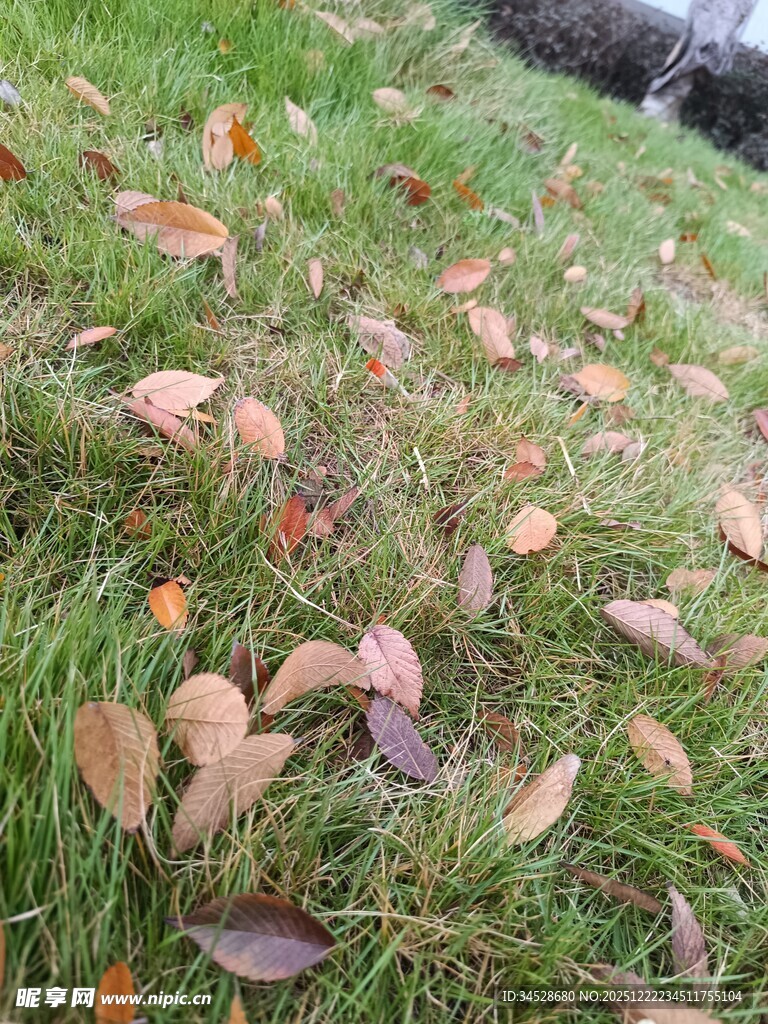 草地上散落的多彩秋叶
