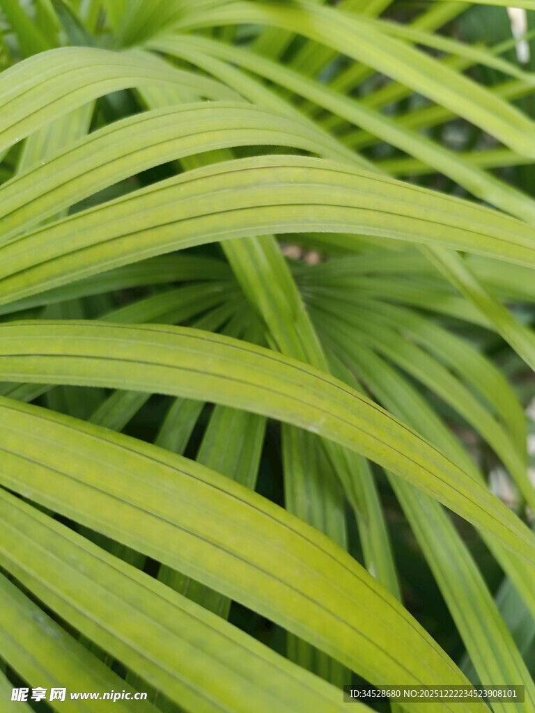 翠绿舒展的细长叶片植物