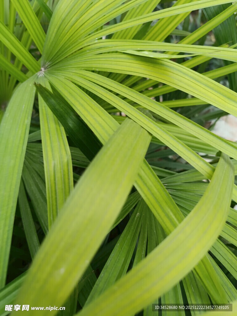 翠绿舒展的扇形植物叶片