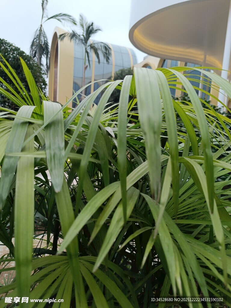 绿叶繁茂的热带植物景观