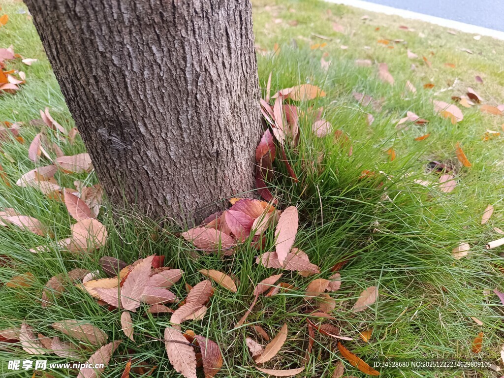 树下落叶与青草的景致
