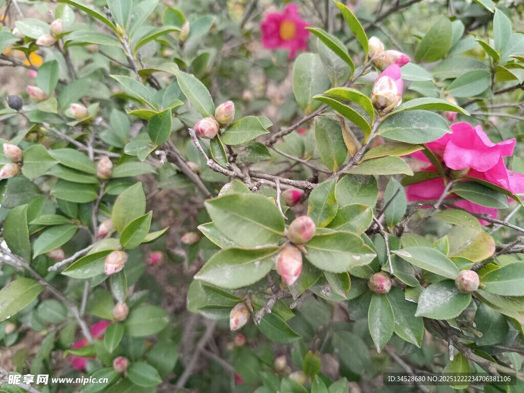 娇艳绽放的多彩花卉