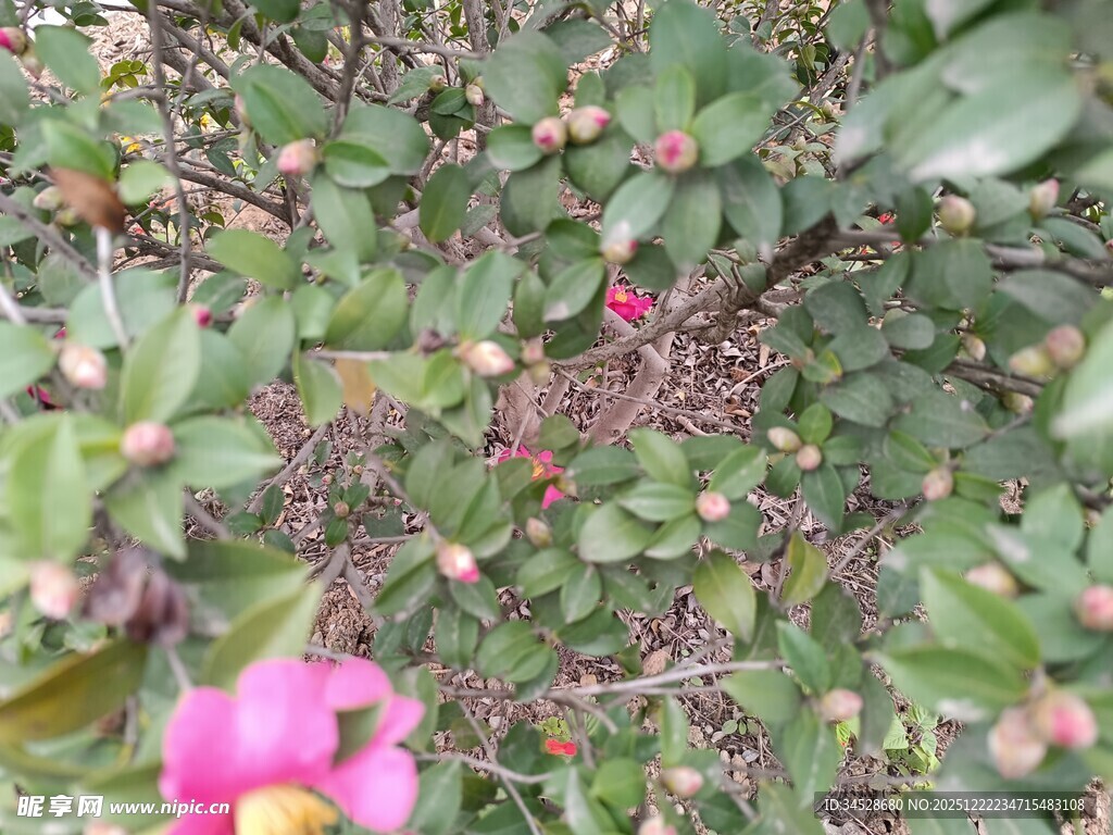 粉色花朵点缀绿植间