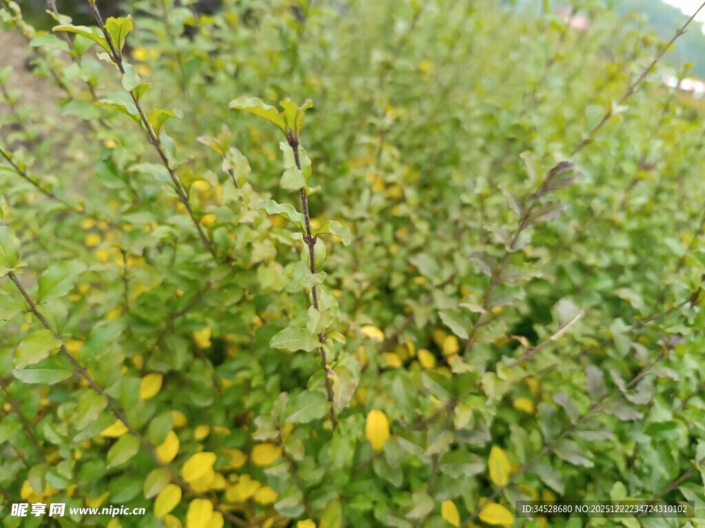 野外黄色小花丛景观