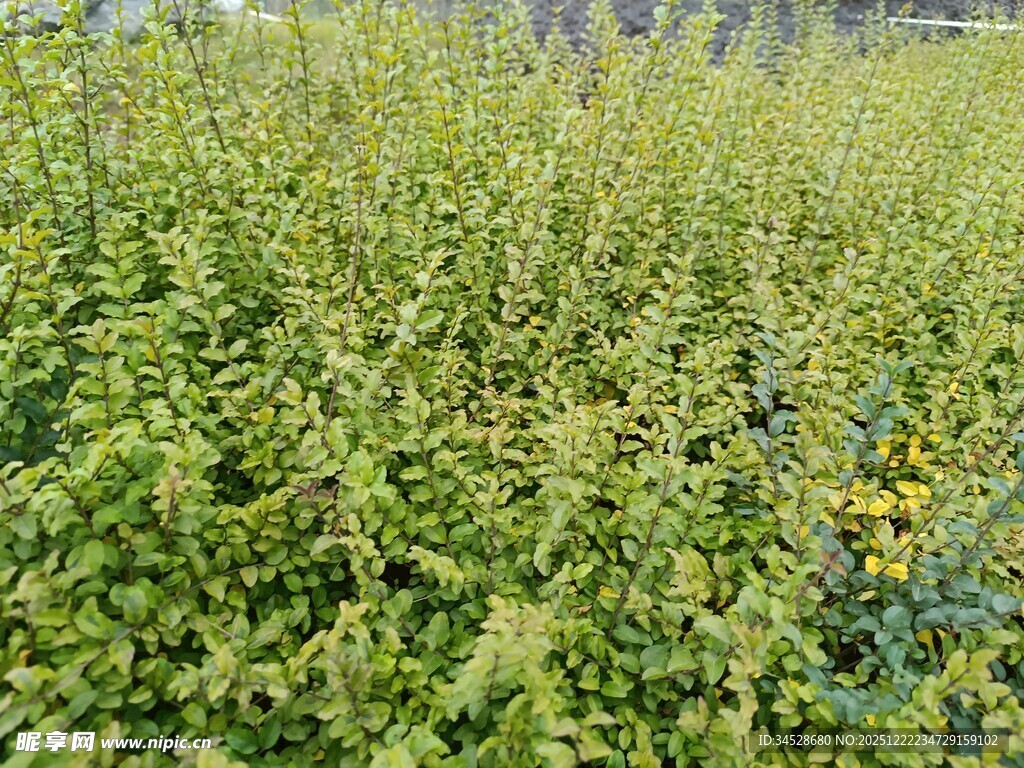 绿意盎然的繁茂植物景观