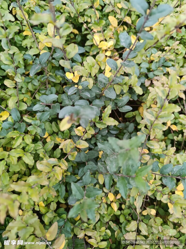 黄绿相间的植物叶片特写