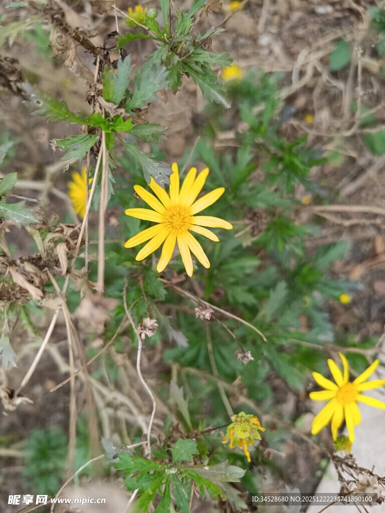 野外绽放的黄色小花