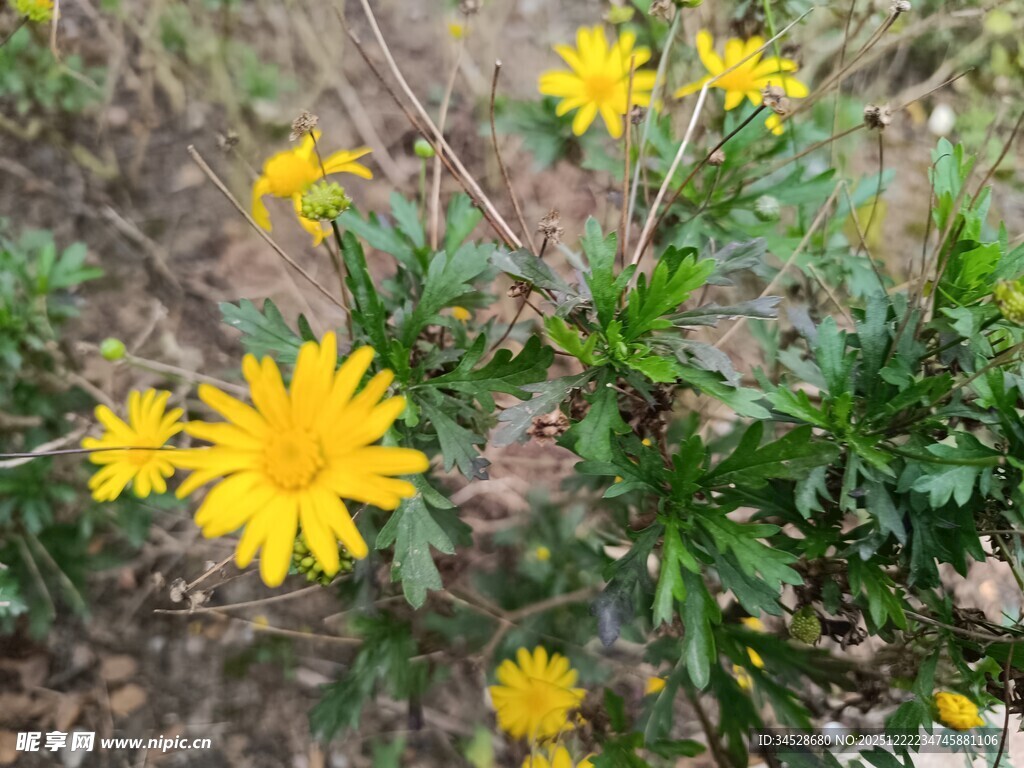 野外绽放的黄色小花