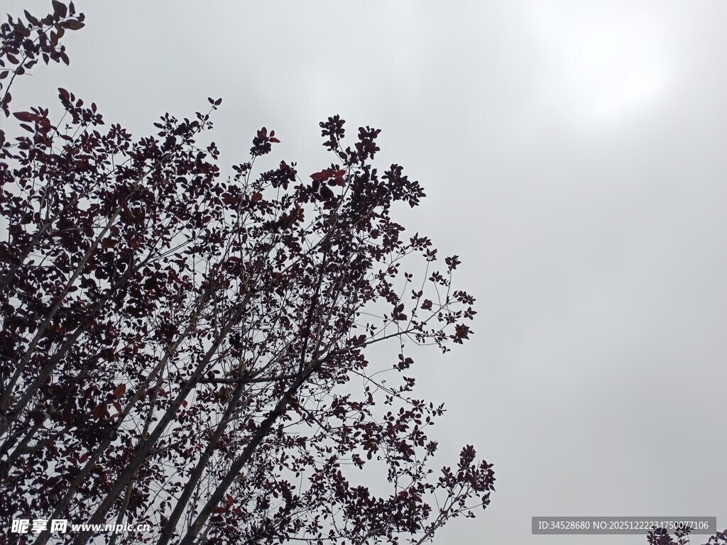 逆光下的枝叶轮廓