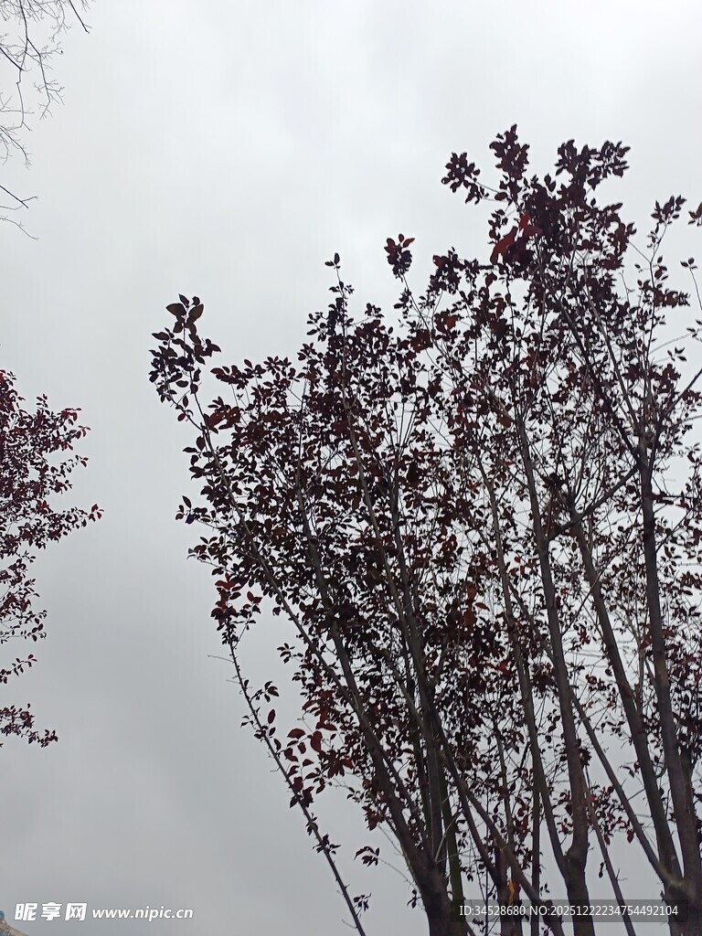 阴天中的紫叶树木景观