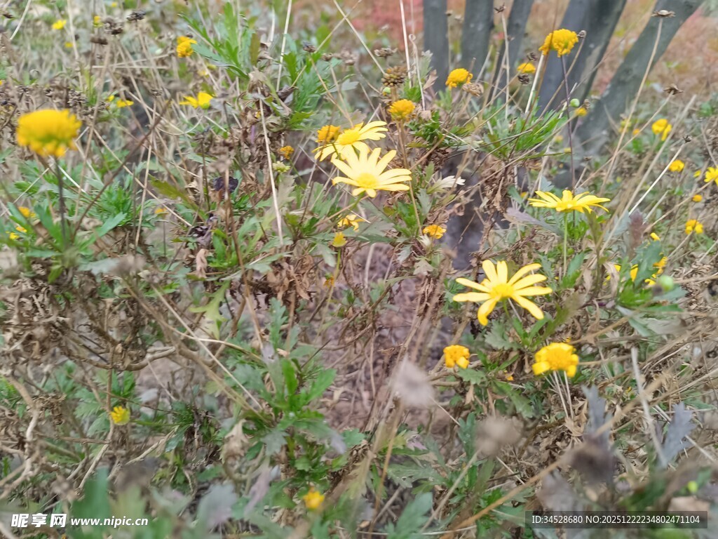 野外绽放的黄色小花