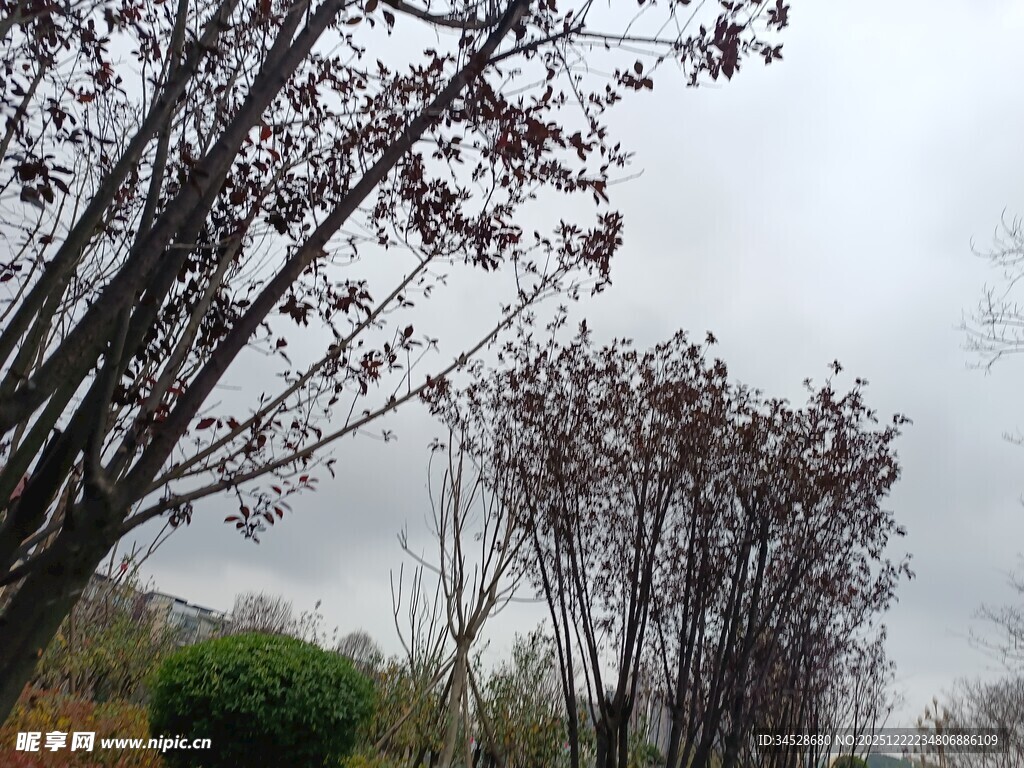 阴天里的树木与绿植景观