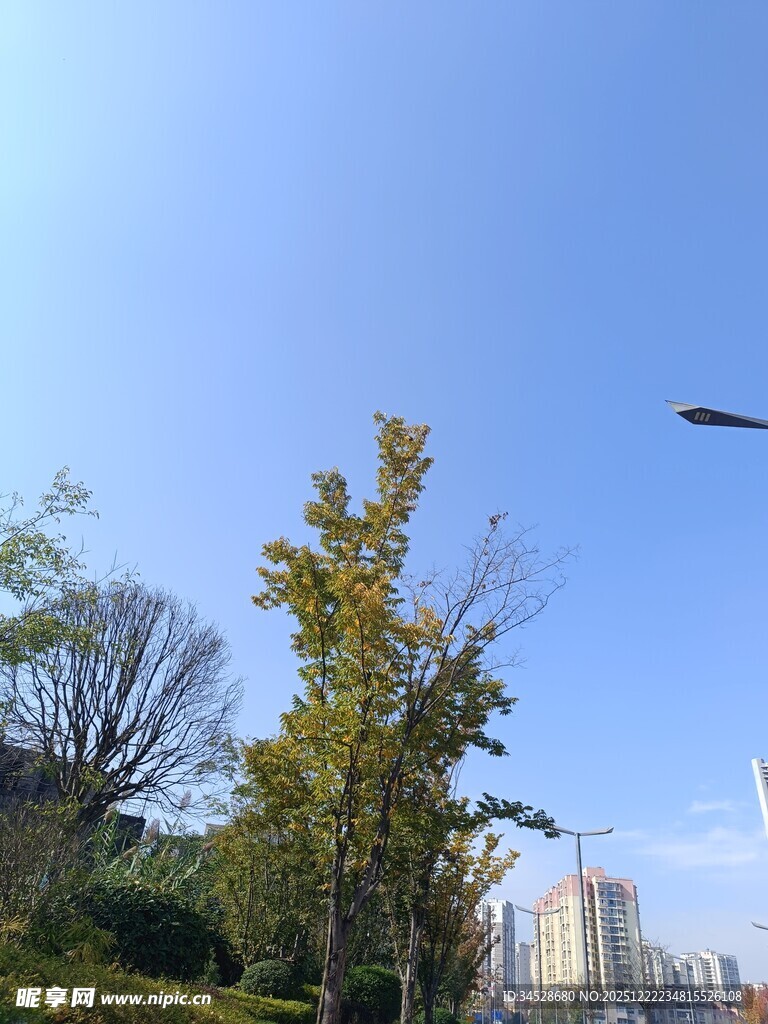 城市蓝天绿树风景