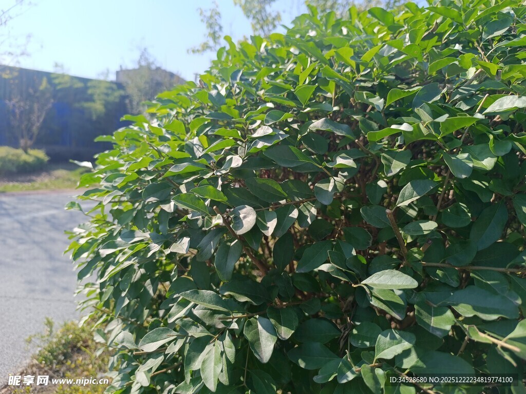 路边繁茂绿植
