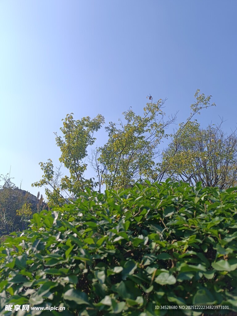 蓝天绿叶下的繁茂植物