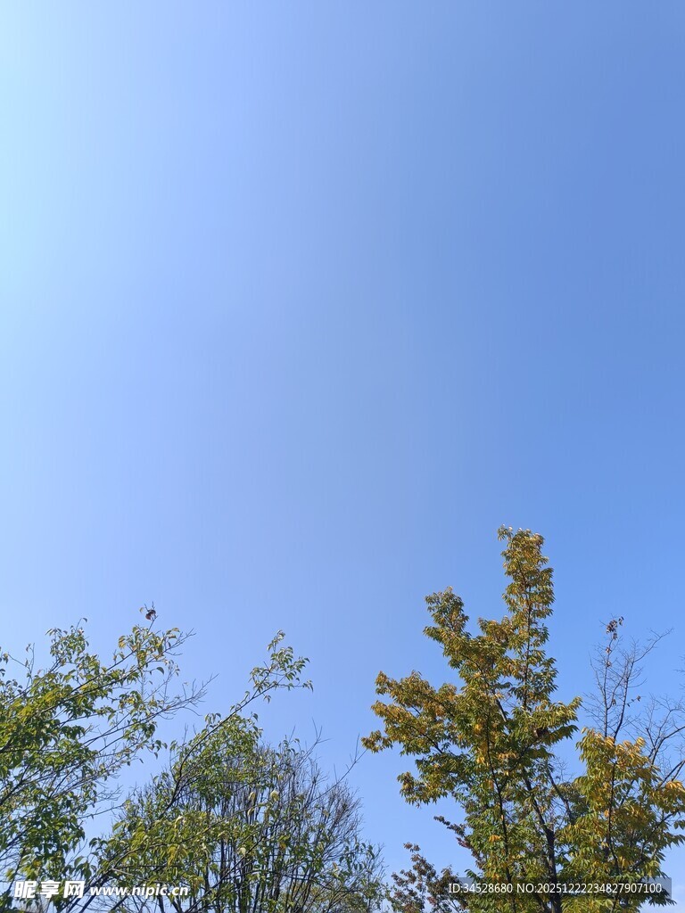 蓝天映衬下的多彩树梢