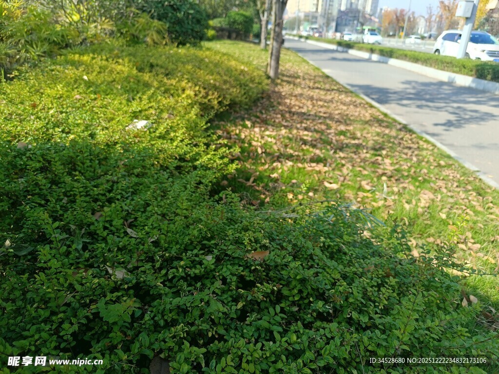 路边绿意盎然的繁茂植被