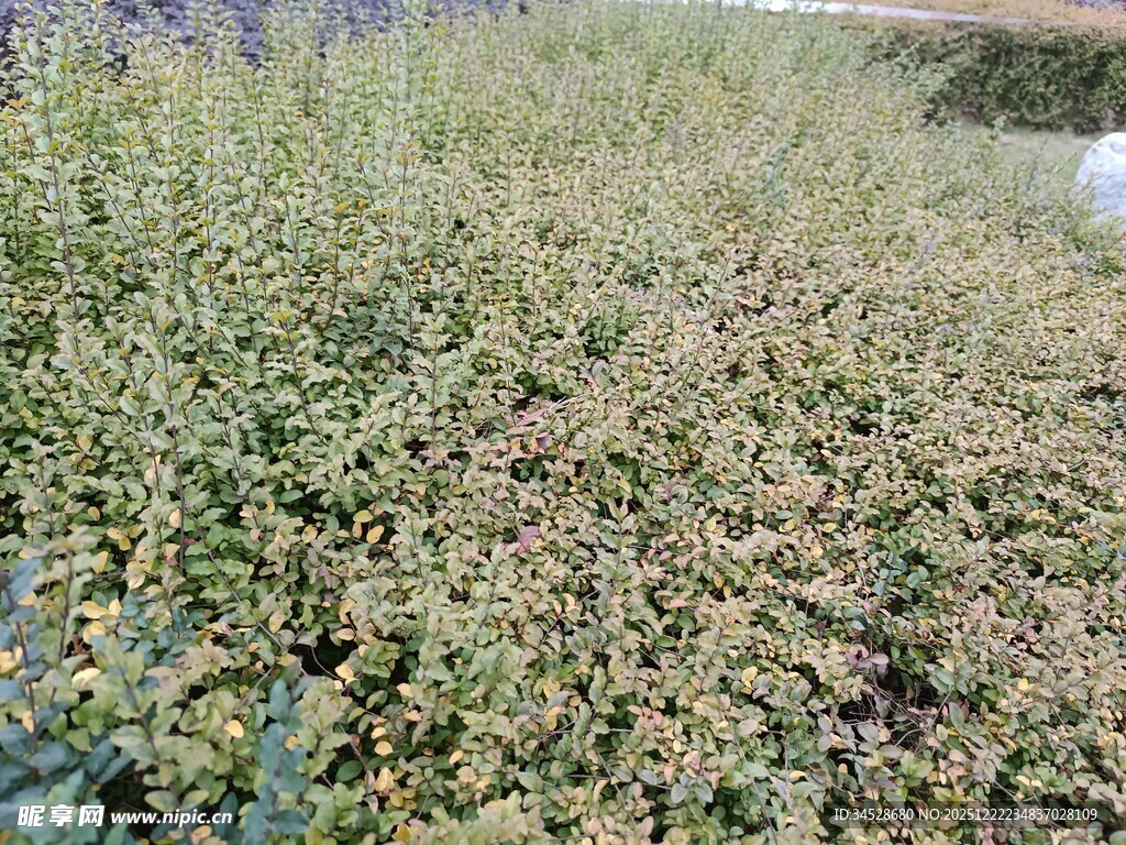 田野中的繁茂植物