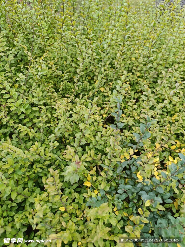 翠绿繁茂的植物景观