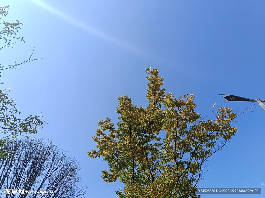 秋日树梢与蓝天景象