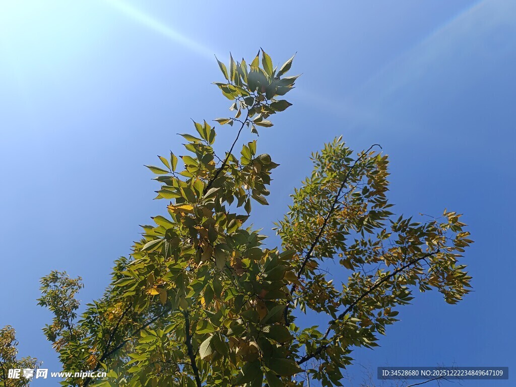 蓝天映衬下的繁茂枝叶